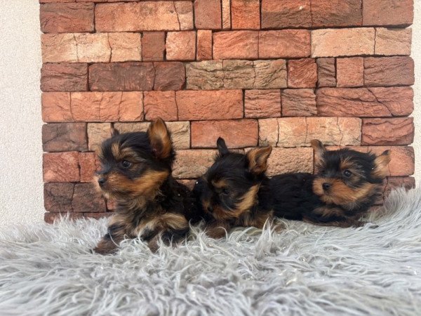 Yorkshire terrier