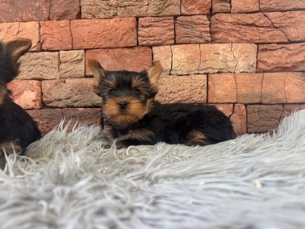 Yorkshire terrier