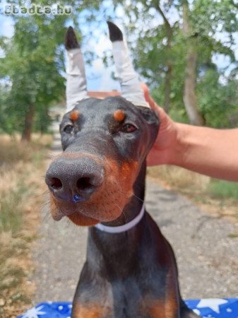 Doberman puppies of both sexes