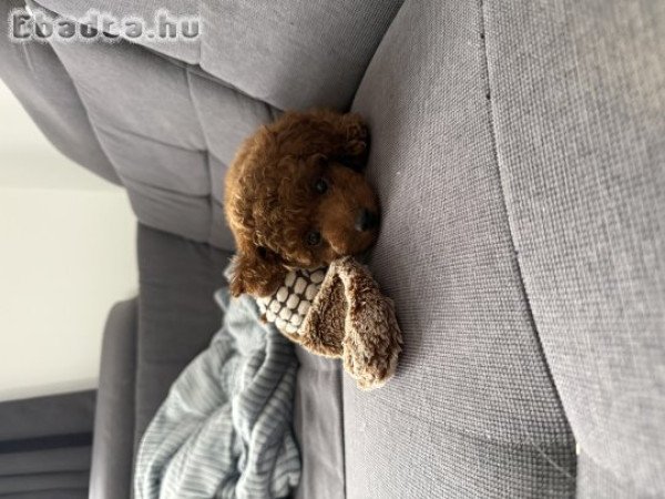 Törpe uszkár fajta tiszta jellegű kislány