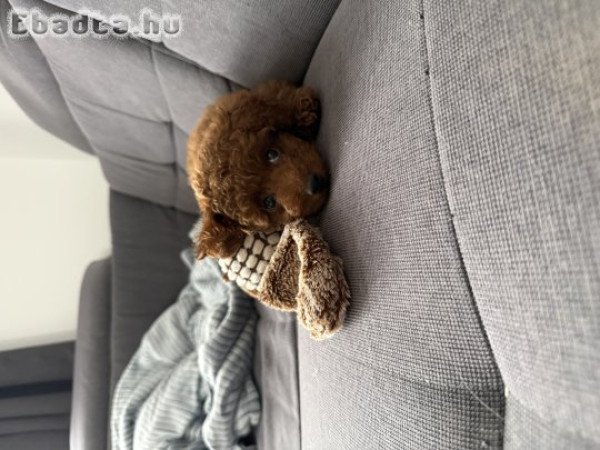 Törpe uszkár fajta tiszta jellegű kislány
