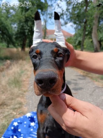 Doberman puppies of both sexes