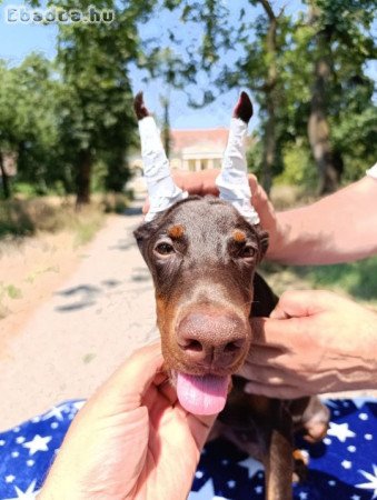 Doberman puppies of both sexes