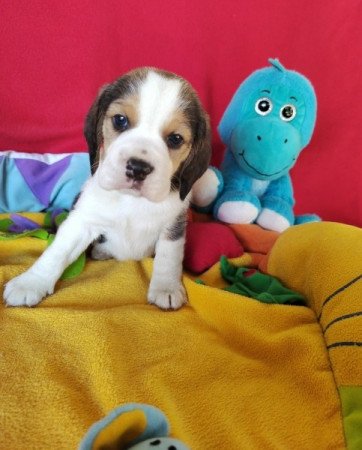 Beagle