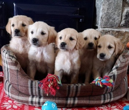golden retriever