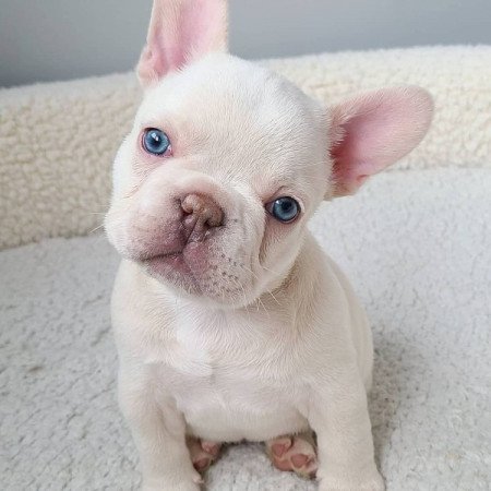 Francia bulldog