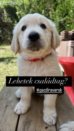 Golden Retriver Kölyökkutya