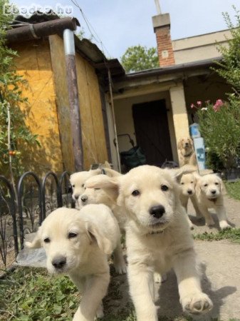 Golden Retriver Kölyökkutya