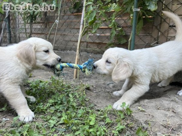 Golden Retriver Kölyökkutya