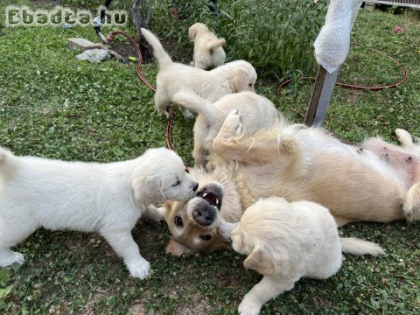 Golden Retriver Kölyökkutya