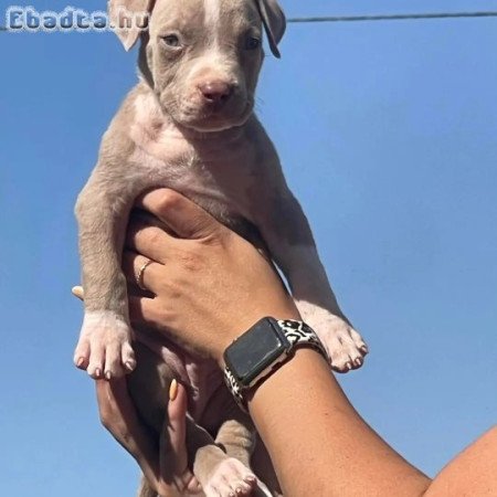 Pitbulls for sale to good homes