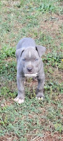 Pitbulls for sale to good homes