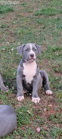 Pitbulls for sale to good homes