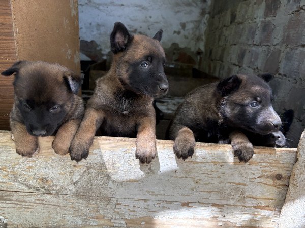Fajtatiszta belga juhász kölykök (Malinois)