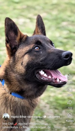 Fajtatiszta belga juhász kölykök (Malinois)