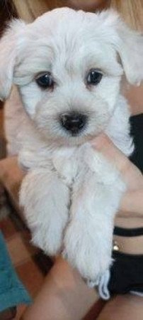 Bichon Havanese