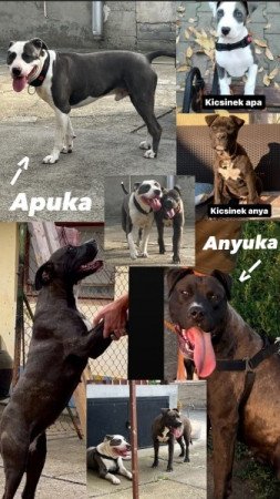 Amerikai Staffordshire Terrier