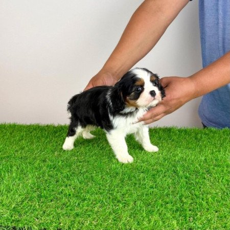 Cavalier King Charles Spániel