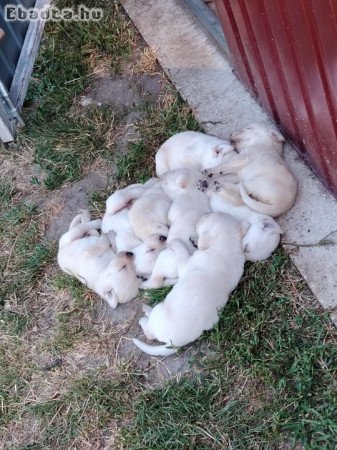 Labrador kölykök eladók