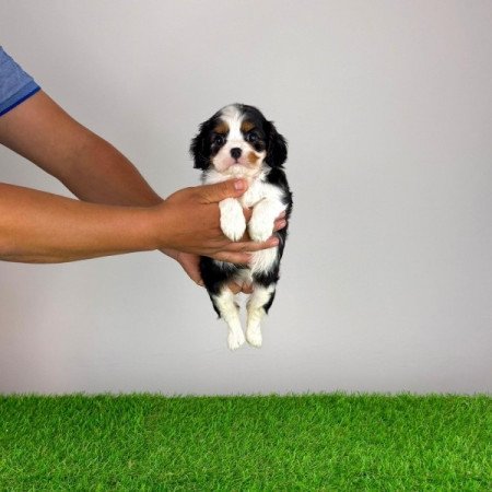 Cavalier King Charles Spániel