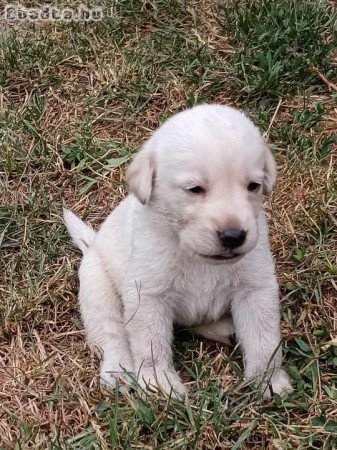 Labrador kölykök eladók