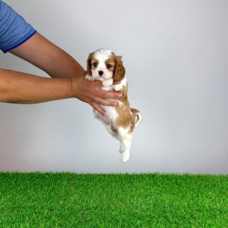 Cavalier King Charles Spániel