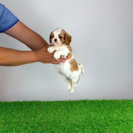 Cavalier King Charles Spániel