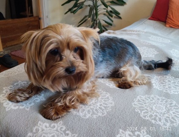 yorkshire terrier