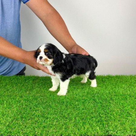Cavalier King Charles Spániel