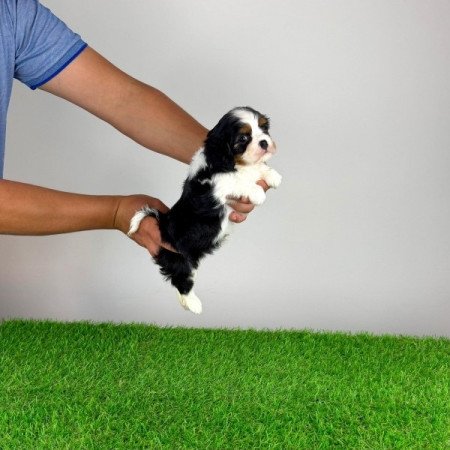 Cavalier King Charles Spániel