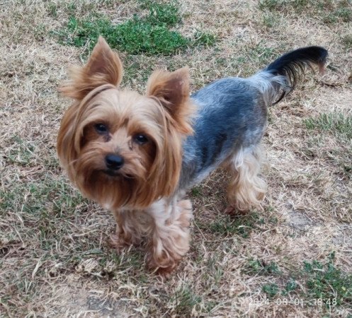 yorkshire terrier