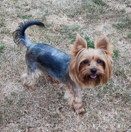 yorkshire terrier