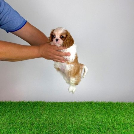 Cavalier King Charles Spániel