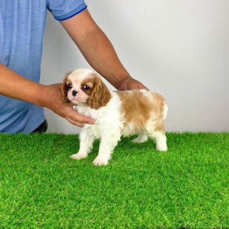 Cavalier King Charles Spániel