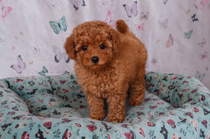 törpe uszkár eladó toy uszkár poodle