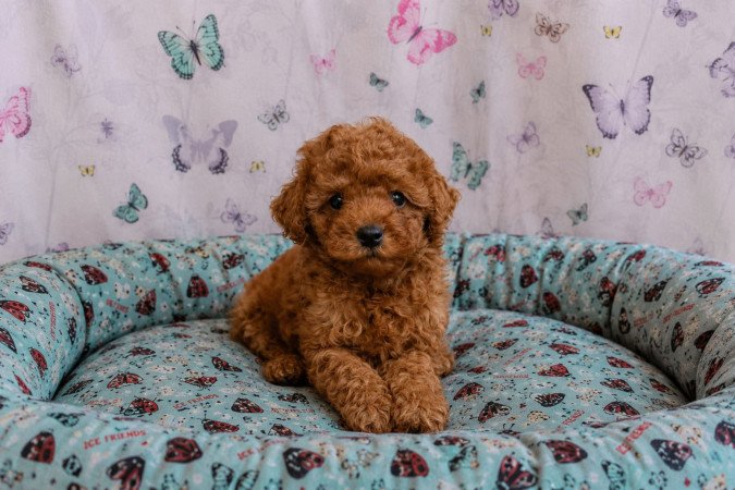 törpe uszkár eladó toy uszkár poodle
