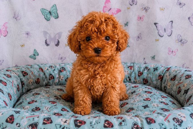 törpe uszkár eladó toy uszkár poodle