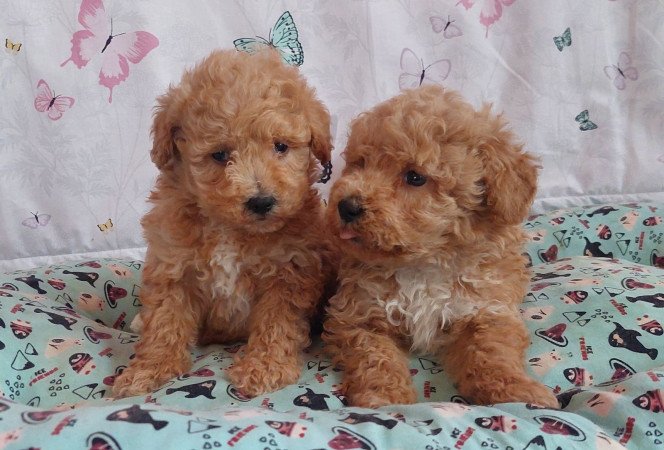 törpe uszkár eladó toy uszkár poodle