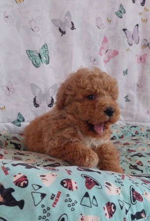 törpe uszkár eladó toy uszkár poodle
