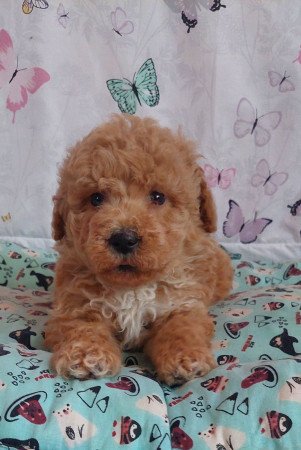 törpe uszkár eladó toy uszkár poodle