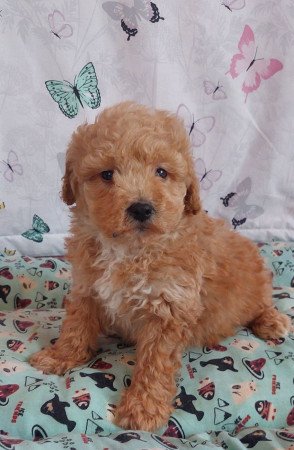 törpe uszkár eladó toy uszkár poodle