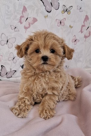 mini maltipoo eladó toy uszkár × máltai