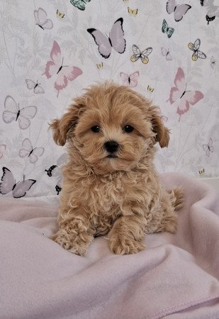 mini maltipoo eladó toy uszkár × máltai