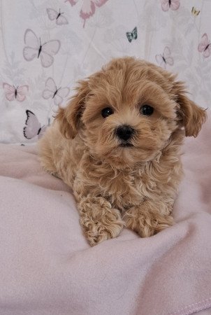 mini maltipoo eladó toy uszkár × máltai