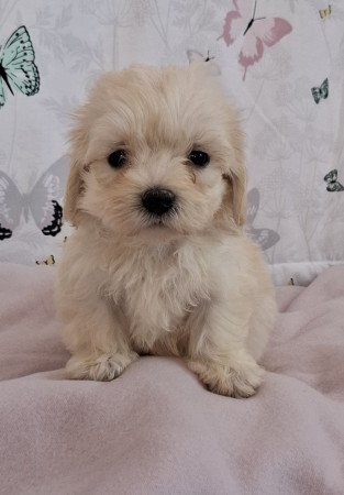 mini maltipoo eladó toy uszkár × máltai