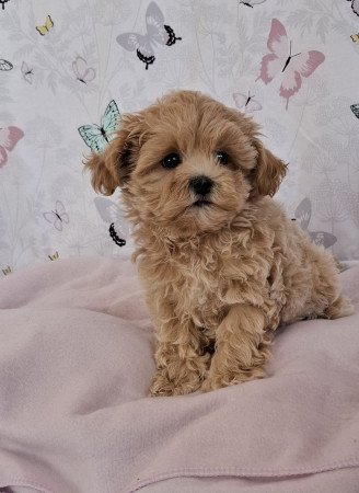 mini maltipoo eladó toy uszkár × máltai