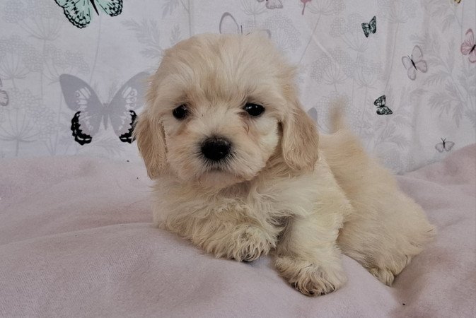 mini maltipoo eladó toy uszkár × máltai