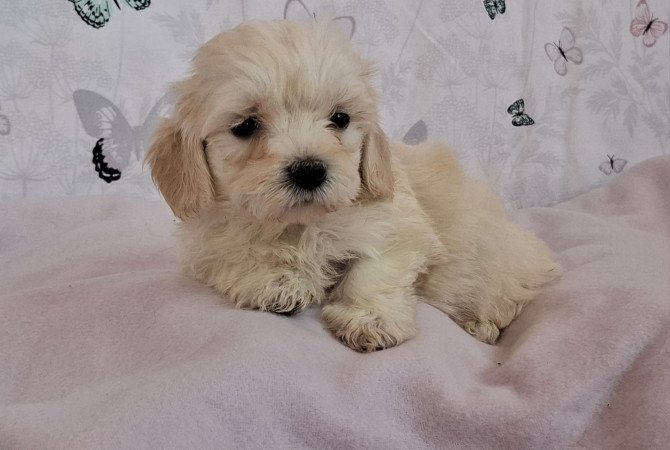 mini maltipoo eladó toy uszkár × máltai