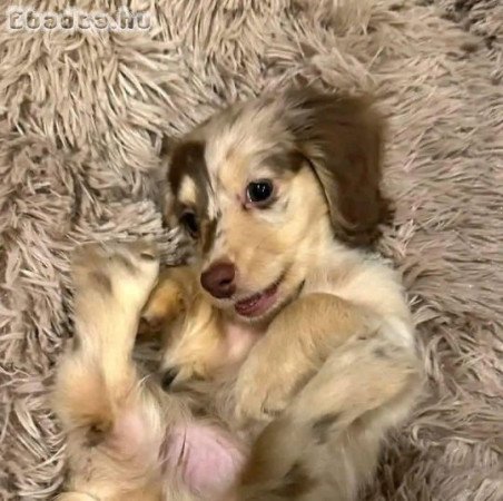 Sausage dwarf dachshund puppies for sale