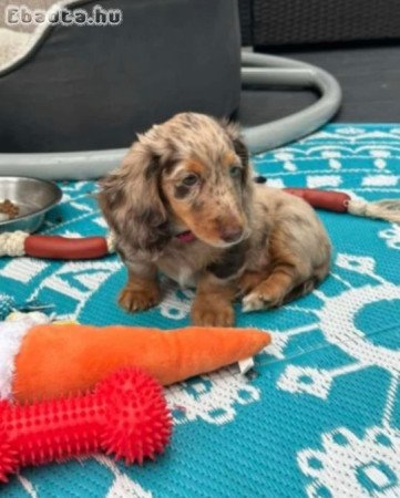 Sausage dwarf dachshund puppies for sale